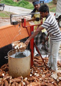 Farmers checking starch content in tapioca tuber