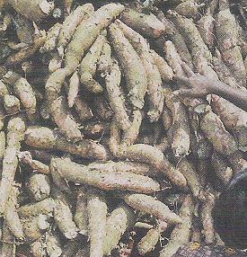 Road side vendor selling cassava