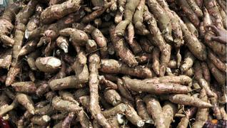 Cassava: Staple Food
