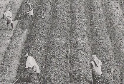 Cassava (tapioca) Field