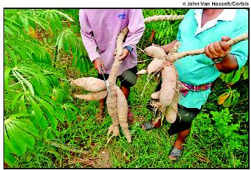Cassava from Thailand